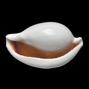 ovula ovum 11-20121636